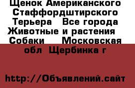 Щенок Американского Стаффордштирского Терьера - Все города Животные и растения » Собаки   . Московская обл.,Щербинка г.